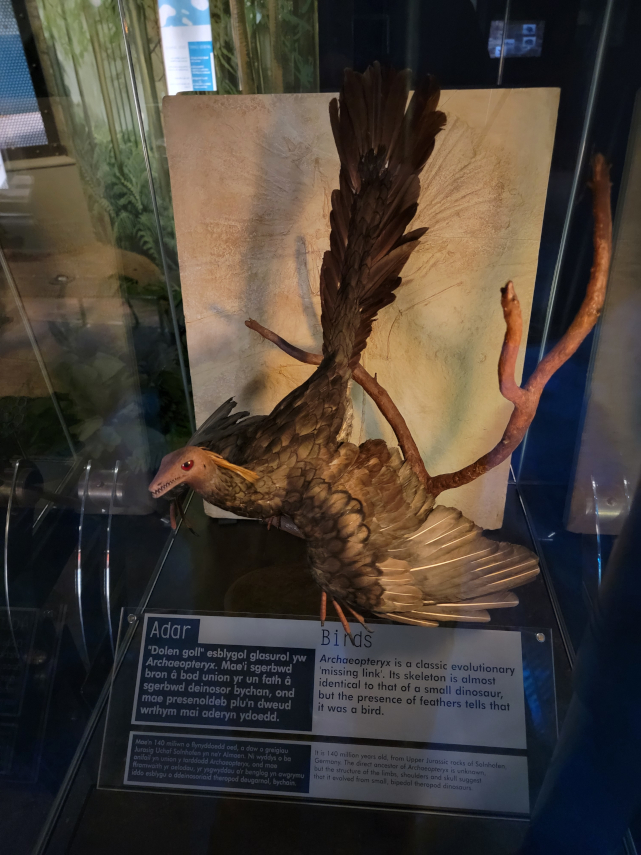 Archaeopteryx as it would have looked, National Museum, Cardiff, Glamorgan, Wales