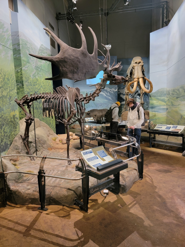 A Giant Deer Skeleton, National Museum, Cardiff, Glamorgan, Wales