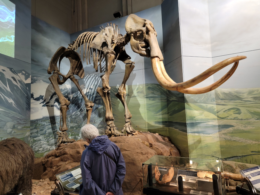 Wooly Mammoth Skeleton, National Museum, Cardiff, Glamorgan, Wales