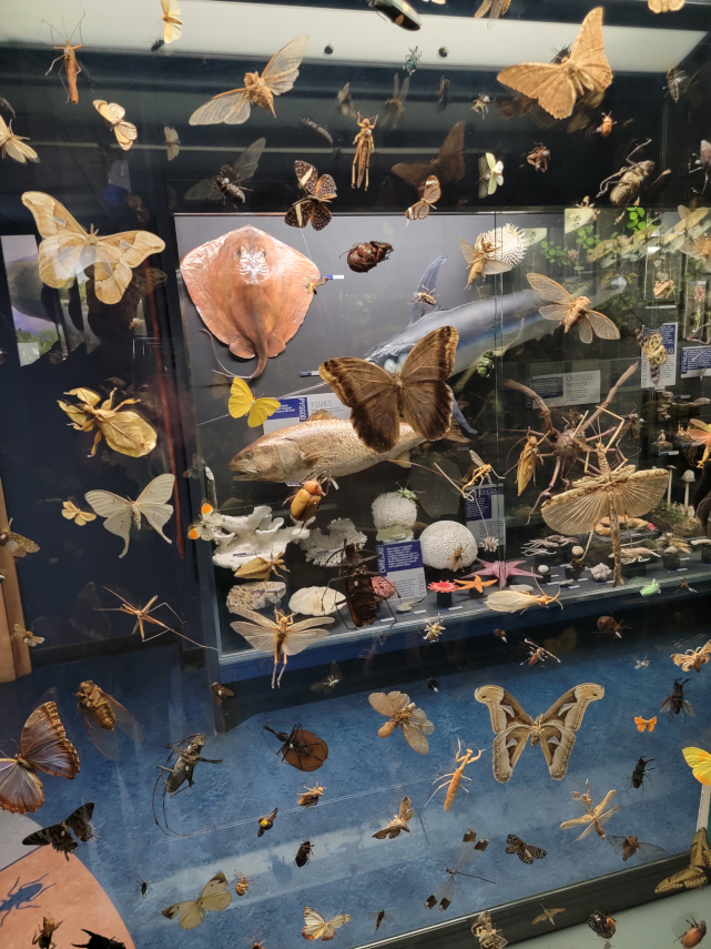 A variety of Invertebrates mounted in a transparent block, National Museum, Cardiff, Glamorgan, Wales