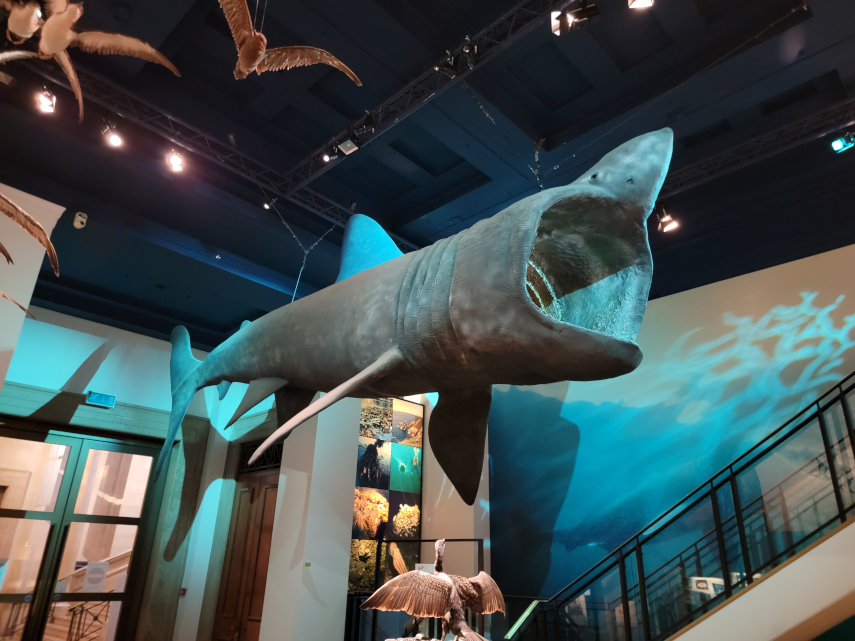 A Basking Shark, National Museum, Cardiff, Glamorgan, Wales
