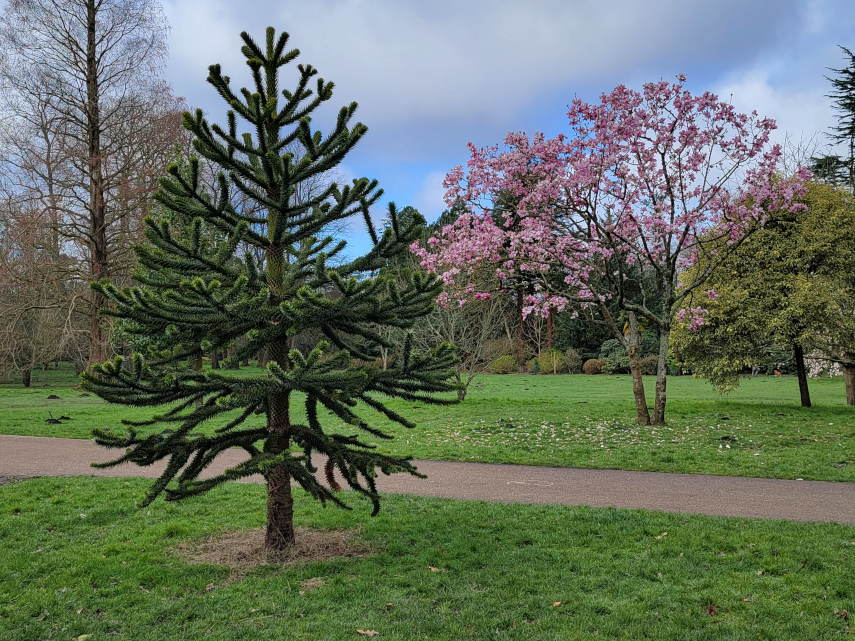A Monkey Puzzle Tree and a Magnolia Tree, Bute Park, Cardiff, Glamorgan, Wales, Great Britain.