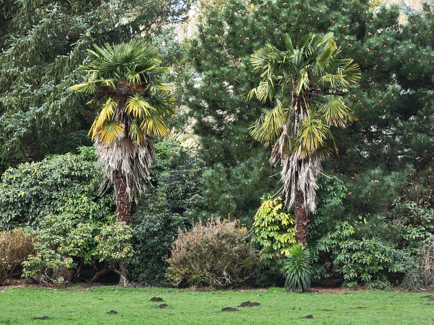 Chusan Palm (Trachycarpus fortunei), Bute Park, Cardiff, Glamorgan, Wales, Great Britain.