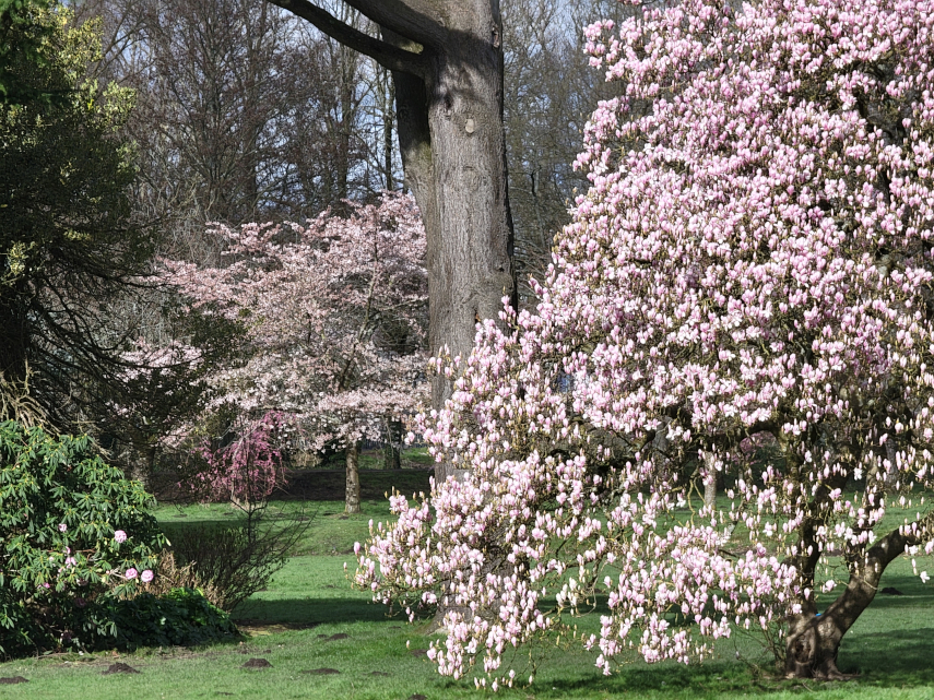 A spectacular display of Magnolia Blossom, Bute Park, Cardiff, Wales, Great Britain.
