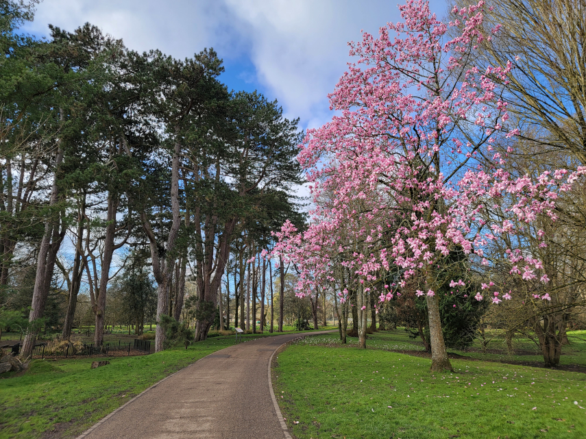 Some attractive Pine Trees and Magnolia Trees, Bute Park, Cardiff, Glamorgan, Wales, Great Britain.