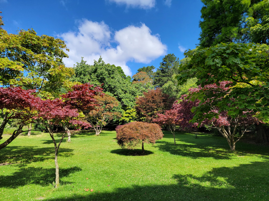 There are many interesting trees in Roath Park, Cardiff, Glamorgan, Wales, Great Britain.