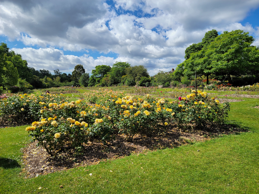 Rose Beds, Roath Park, Cardiff