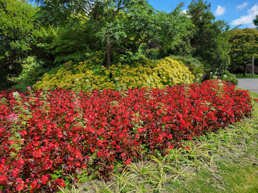 Flower Beds, Roath Park, Cardiff