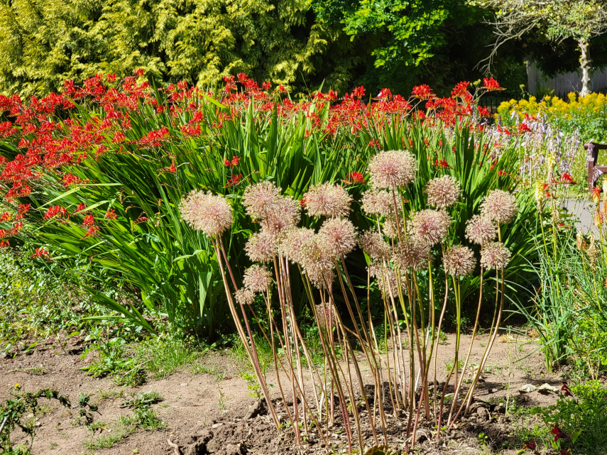 Flower Beds, Roath Park, Cardiff