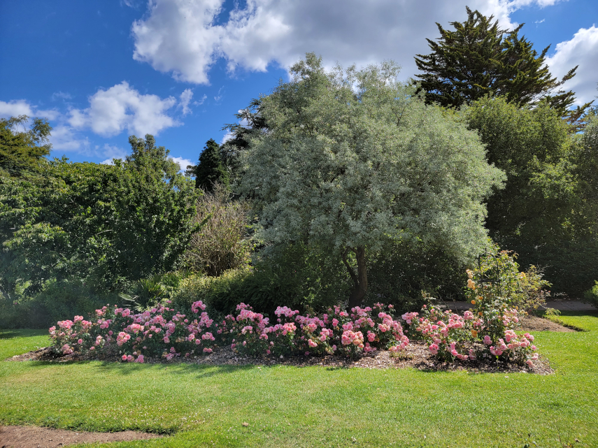 Rose Beds, Roath Park, Cardiff