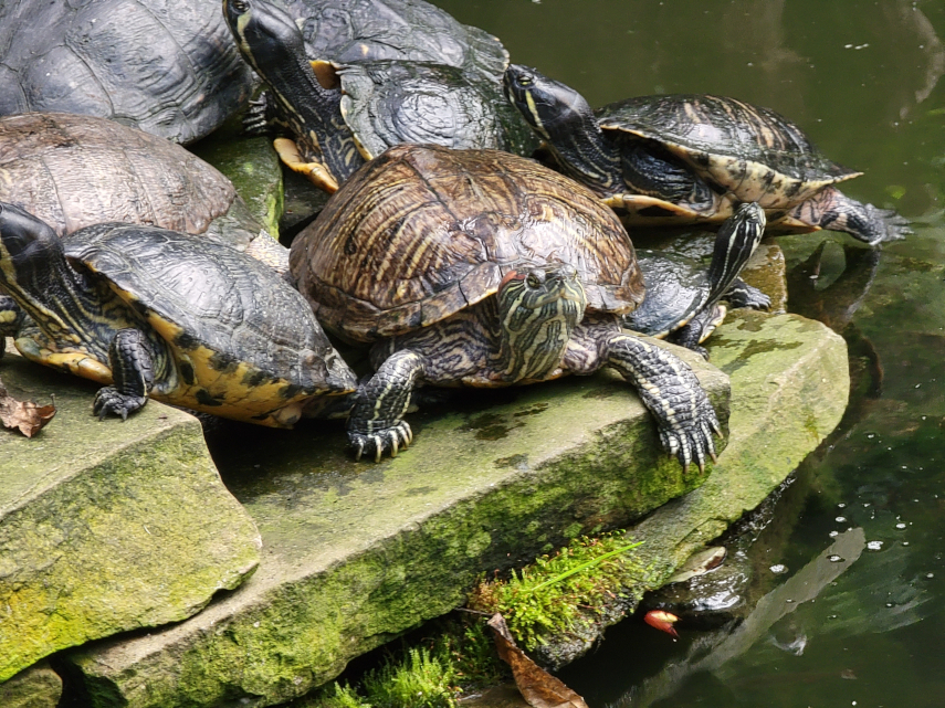 Terrapins, The Conservatory, Roath Park, Cardiff
