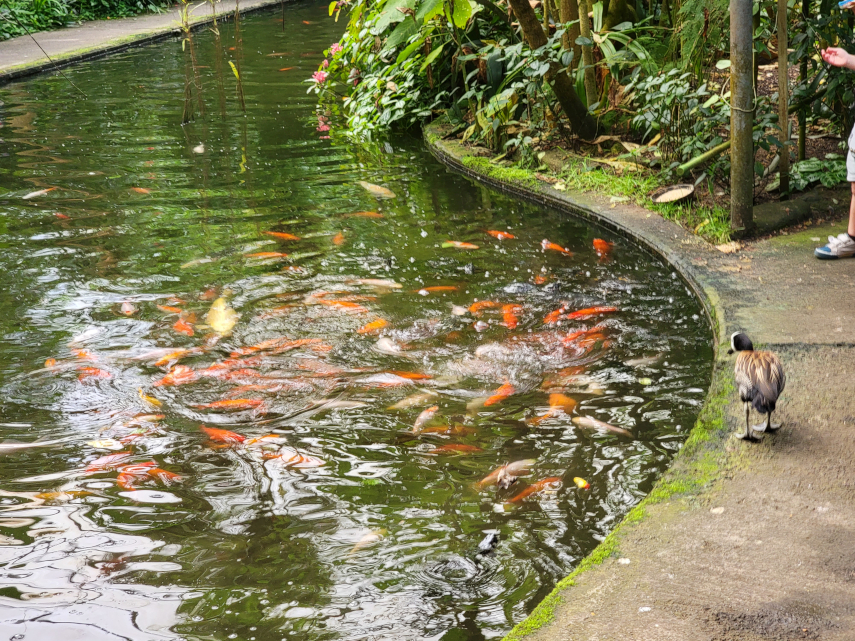 The Conservatory, Roath Park, Cardiff