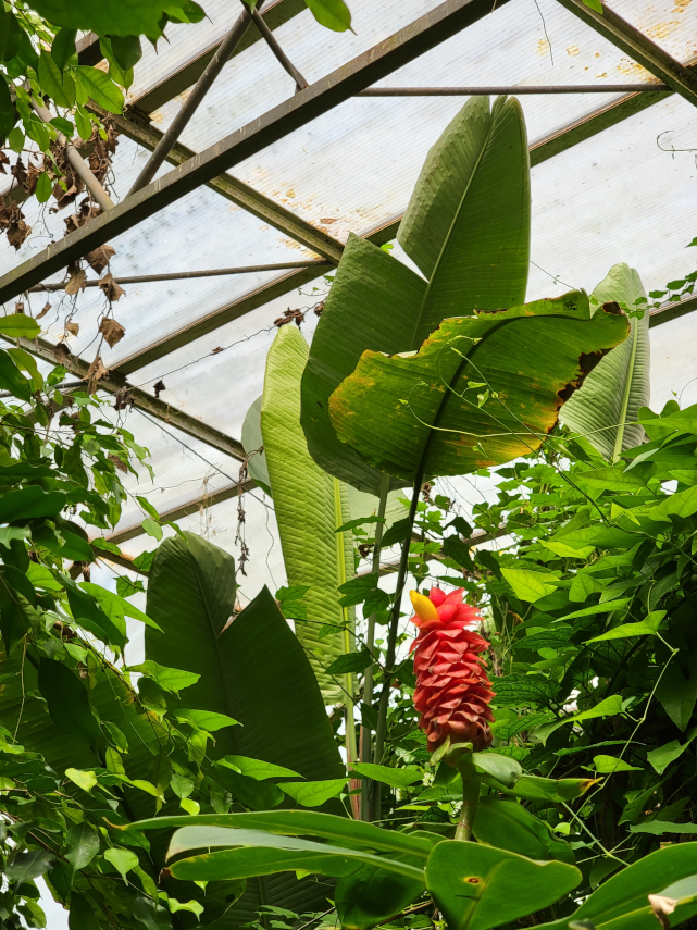 The Conservatory, Roath Park, Cardiff