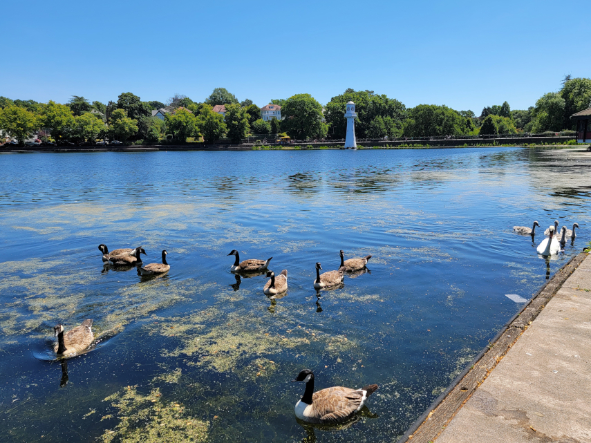 Geese and Swans, The Lake, Roath Park, Cardiff
