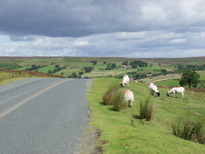 Kildale Moor, Yorkshire, England, Great Britain