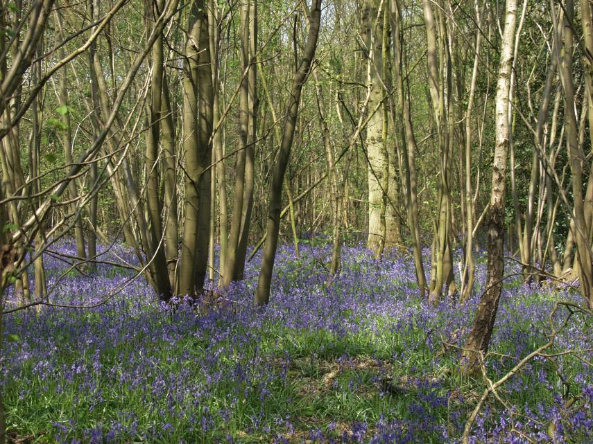 Woodland scene with Bluebells (Hyacinthoides non-scriptus), Coggeshall, Essex, England