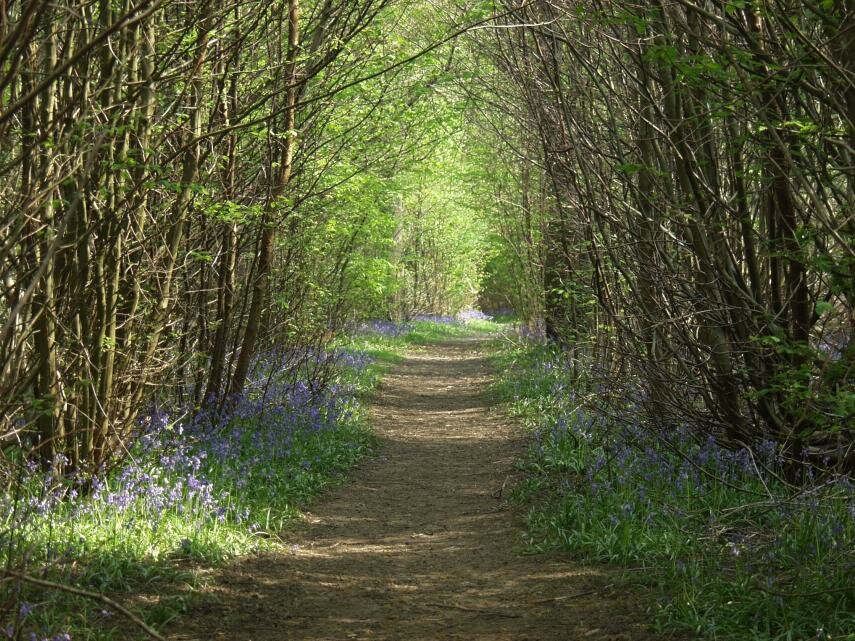 Wool Street, Chalkney Wood, Coggeshall, Essex, England, Great Britain