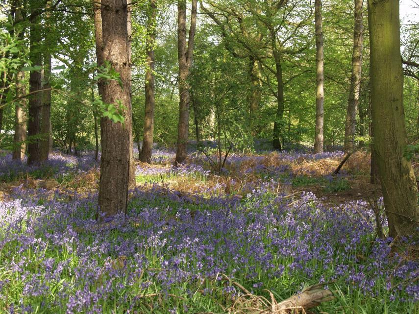 Bluebells, Chalkney Wood, Coggeshall, Essex, England, Great Britain