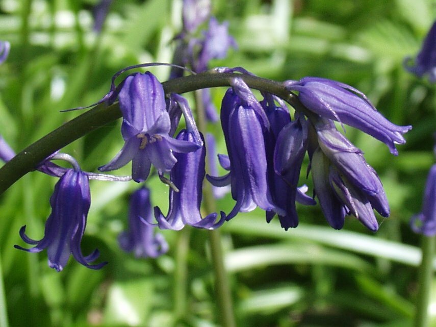 Bluebells, Chalkney Wood, Coggeshall, Essex, England, Great Britain