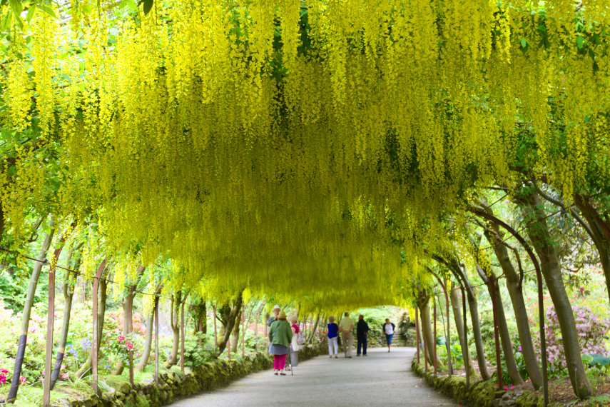Photo of the Laburnham Arch, Bodnant Gardens, Denbyshire