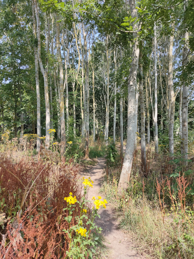 A wooded area in Onny Meadows, Craven Arms, Shropshire, Great Britain