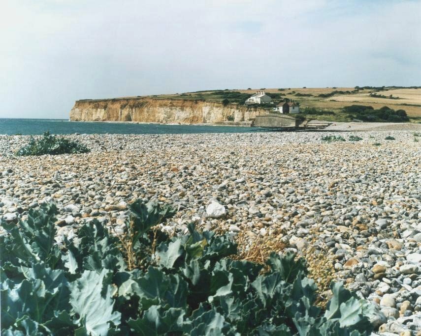 Clumps of Sea Kale on the beach at Cuckmere Haven, East Sussex, England