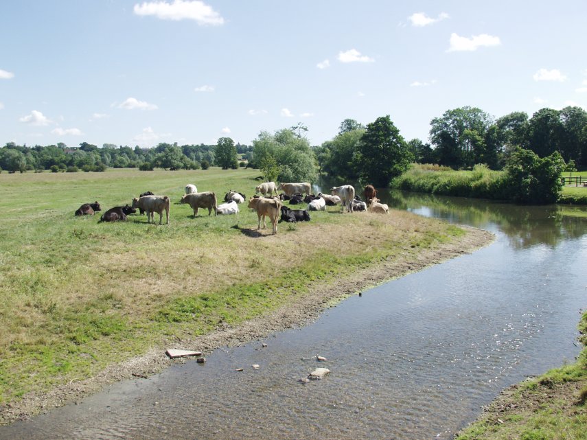Cattle grazing by the River Stour, Dedham, Essex, England, Great Britain