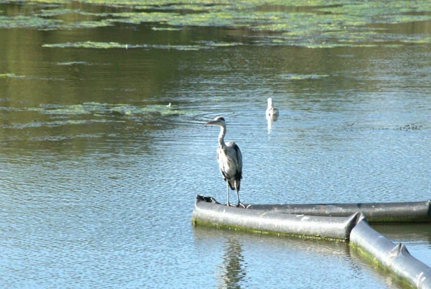 Picture of a Heron, Caen Hill Locks, Rowde, Devizes, Wiltshire, England