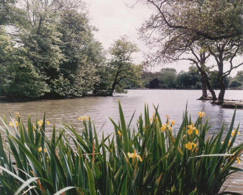 Photograph of Yellow Iris