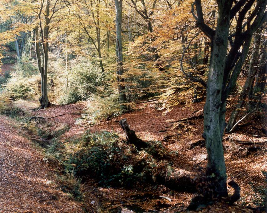 View of Epping Forest in autumn, Essex, England