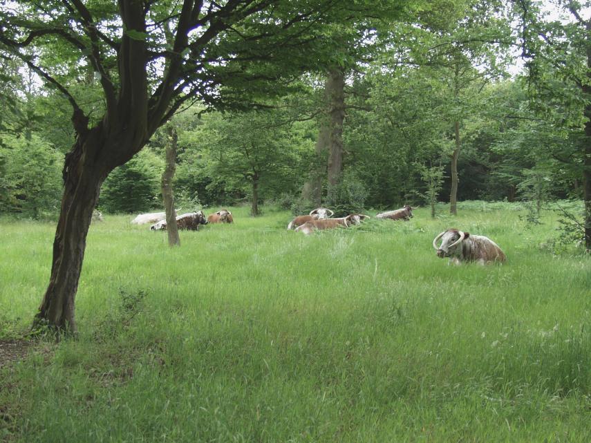 English Longhorns in Woodmans Glade (1), Bury Wood, Epping Forest, Essex, England, Great Britain