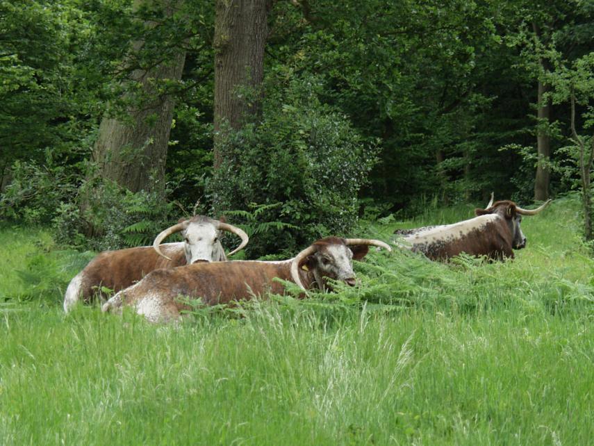 View of Epping Forest showing English Longhorn cattle, Essex, England