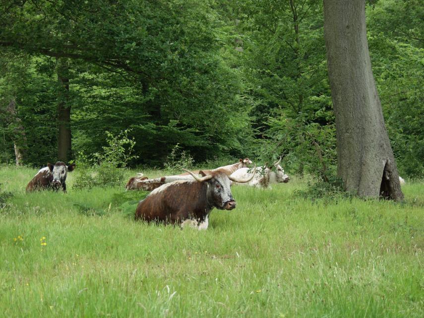 English Longhorns in Woodmans Glade (2), Bury Wood, Epping Forest, Essex, England, Great Britain