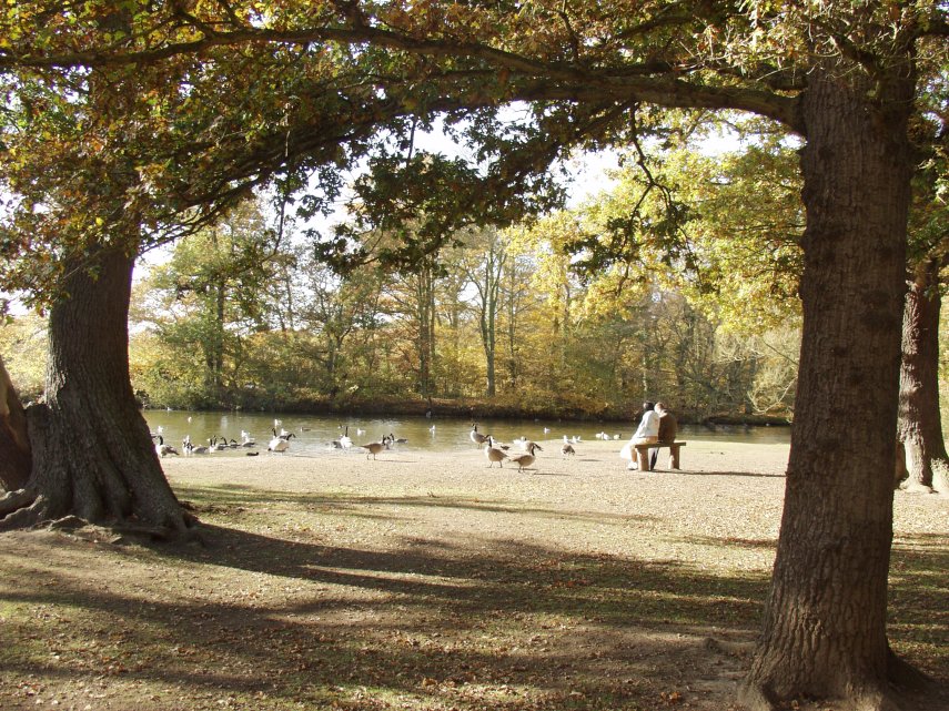 Connaught Water (3), Epping Forest, Essex, England, Great Britain