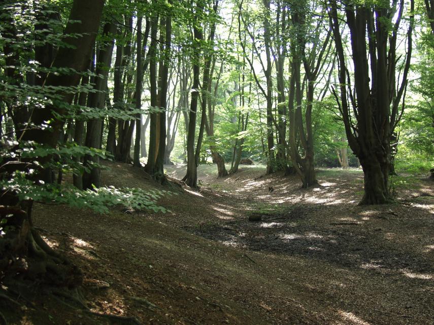 Ambresbury Banks Iron-Age Hill Fort (3), Epping Forest, Essex, England, Great Britain