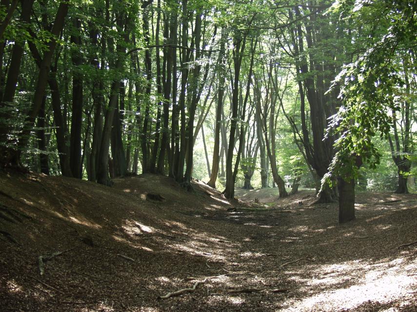 Ambresbury Banks ( An Iron Age hill fort), Epping Forest, Essex, England