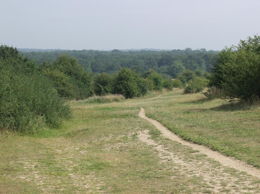 The View over Chingford Plain (2), Epping Forest, Essex, England, Great Britain