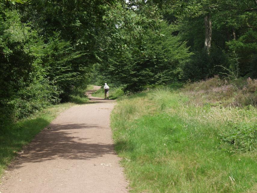Scene showing a footpath in Epping Forest, Essex, England