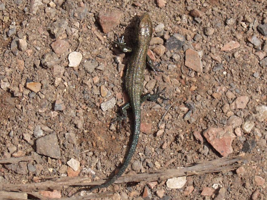 A Common Lizard near Loughton Brook Valley, Epping Forest, Essex, England, Great Britain