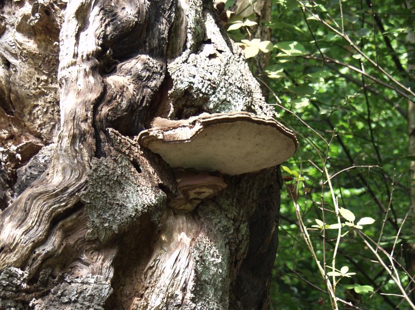 Ganoderma sp., a bracket fungus on a beech tree, Epping Forest, Essex, England, Great Britain