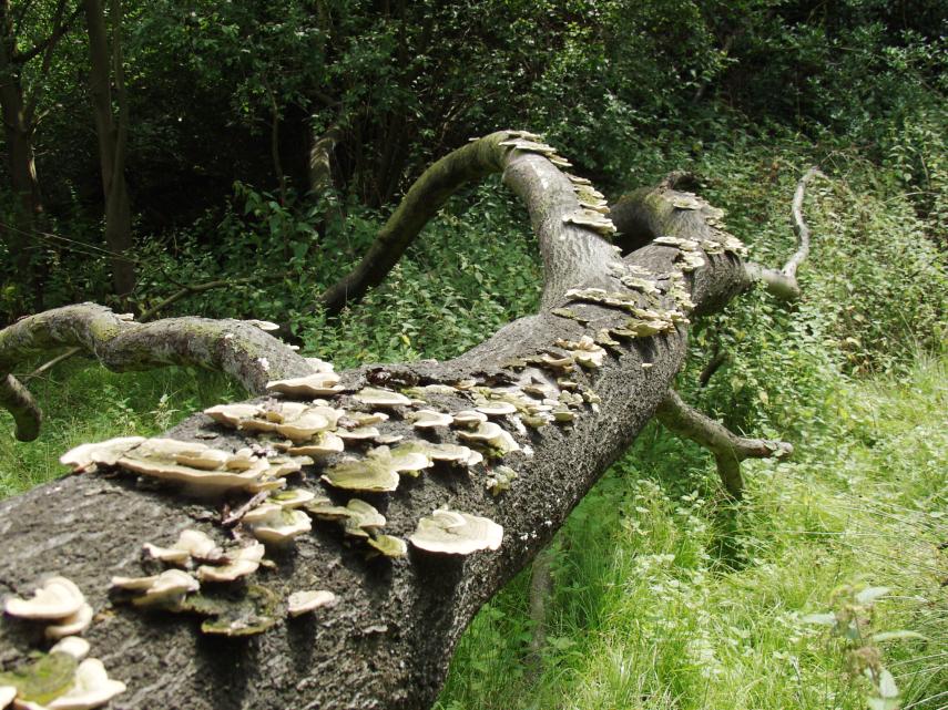 Many-Zoned Polypore Fungi, Epping Forest, Essex, England, Great Britain