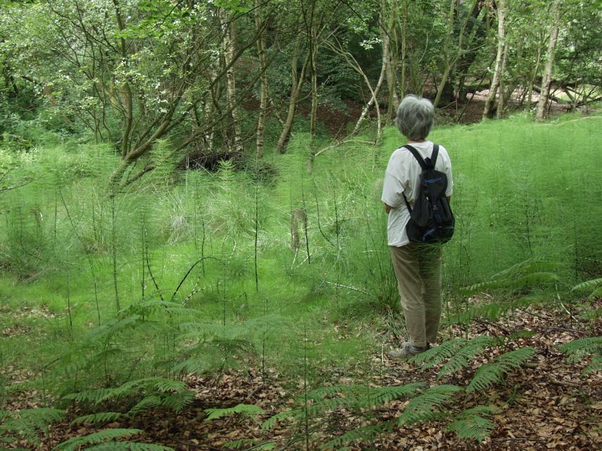 Photograph of Giant Horsetail