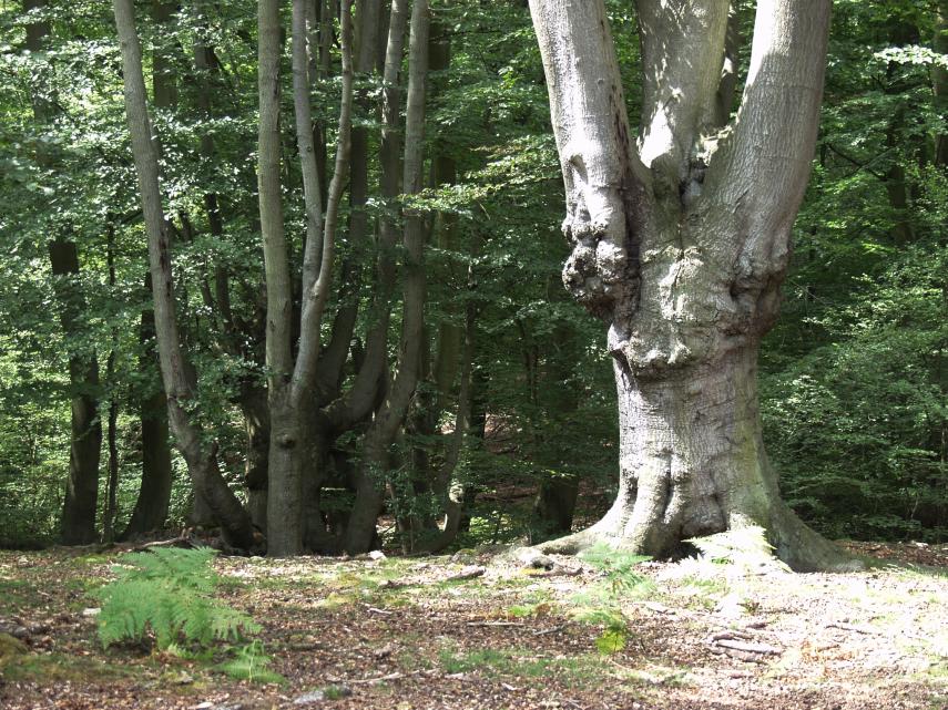 A large Beech Pollard, Epping Forest, Essex, England, Great Britain