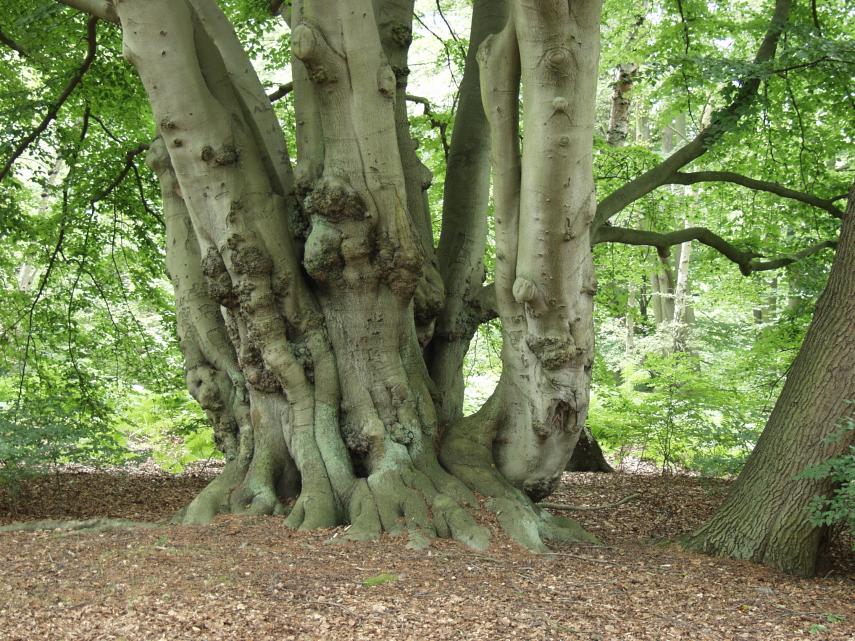 A large Beech Coppard, Epping Forest, Essex, England, Great Britain
