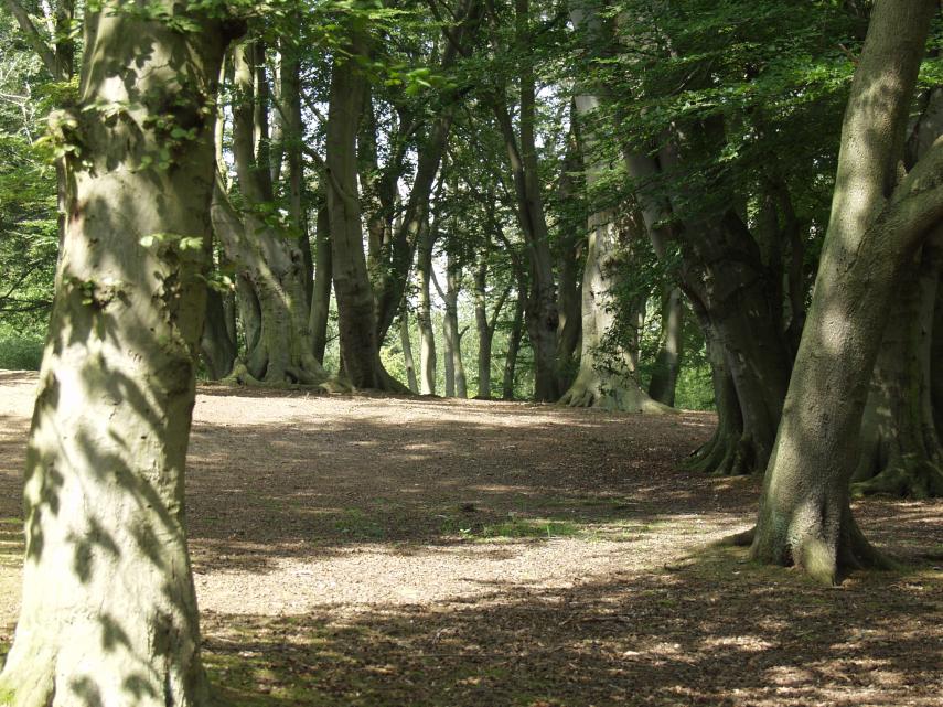 Near Jack's Hill, Epping Forest, Essex, England, Great Britain