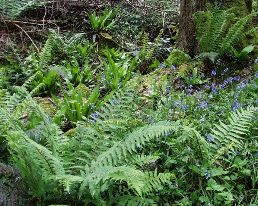 Photo of Hart's Tongue fern