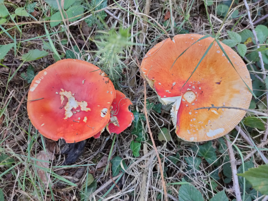 Fungi, Forest of Dean