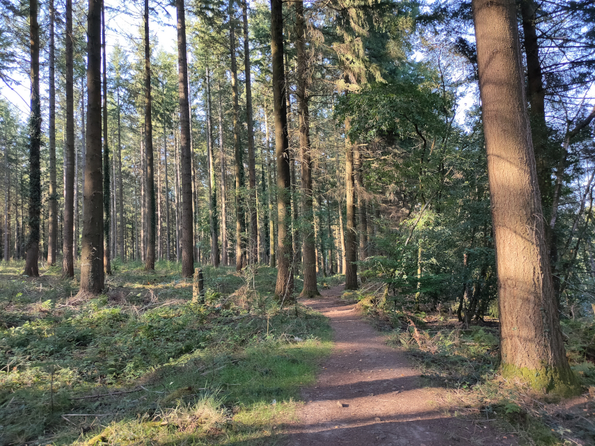 View of the Forest of Dean, Gloucestershire, England