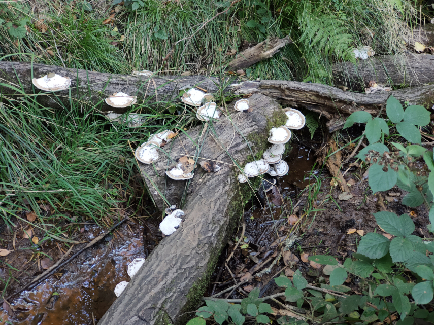 Fungi, Forest of Dean.