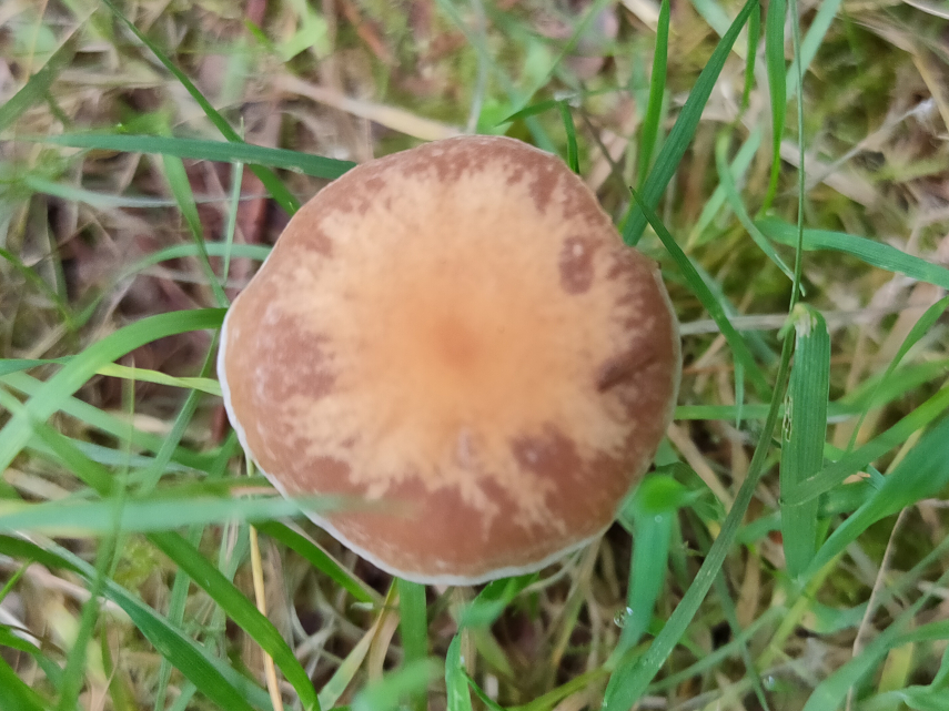 Fungi, Forest of Dean